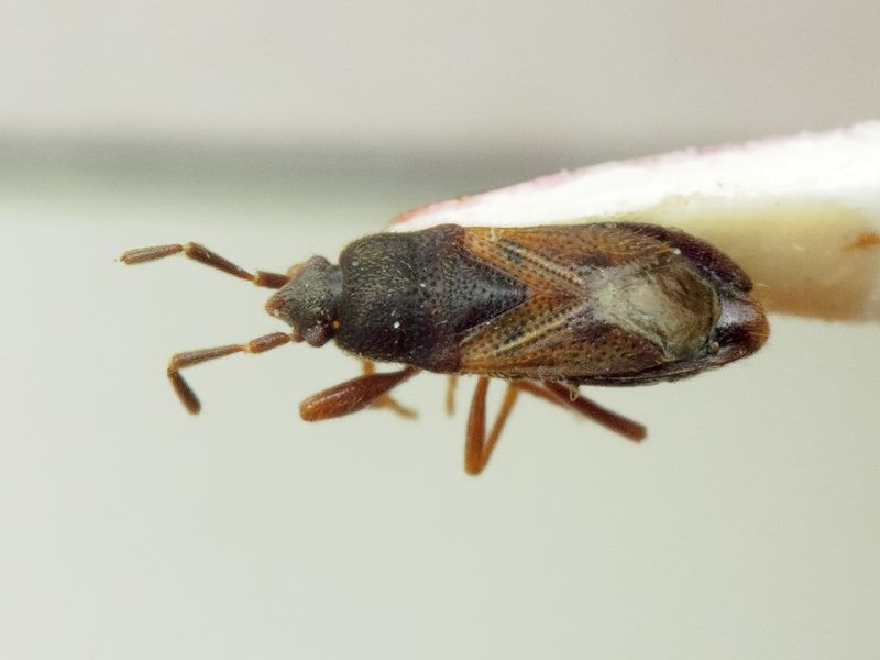 Tropistethus holosericus (Scholtz, 1846)